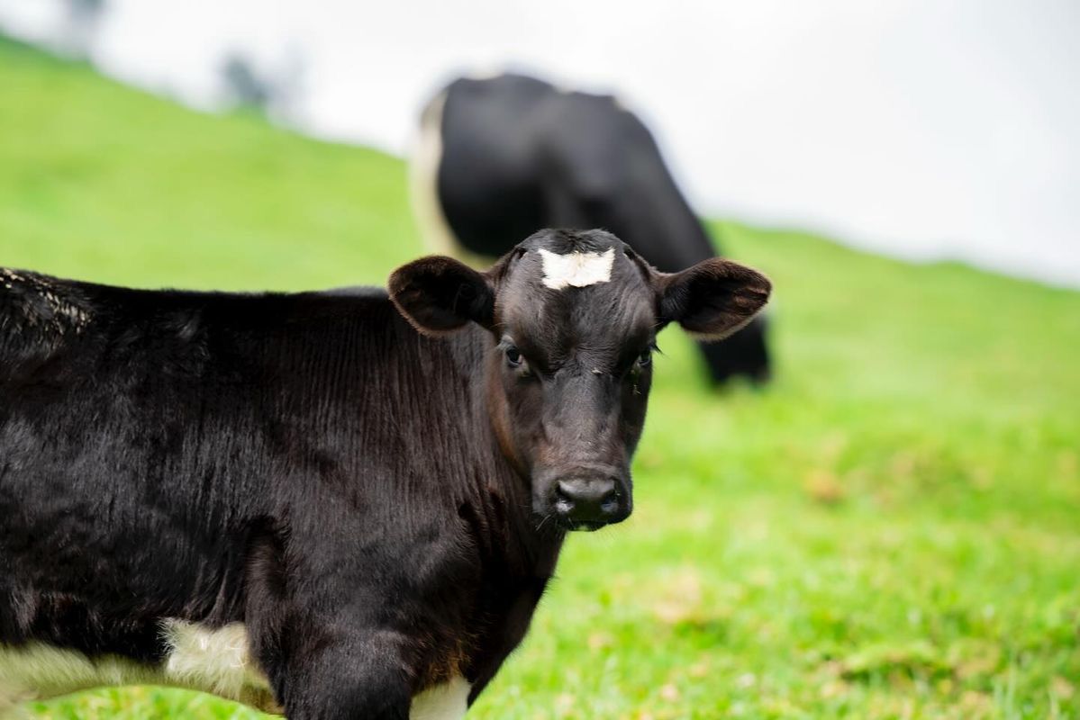 Black Local Calf