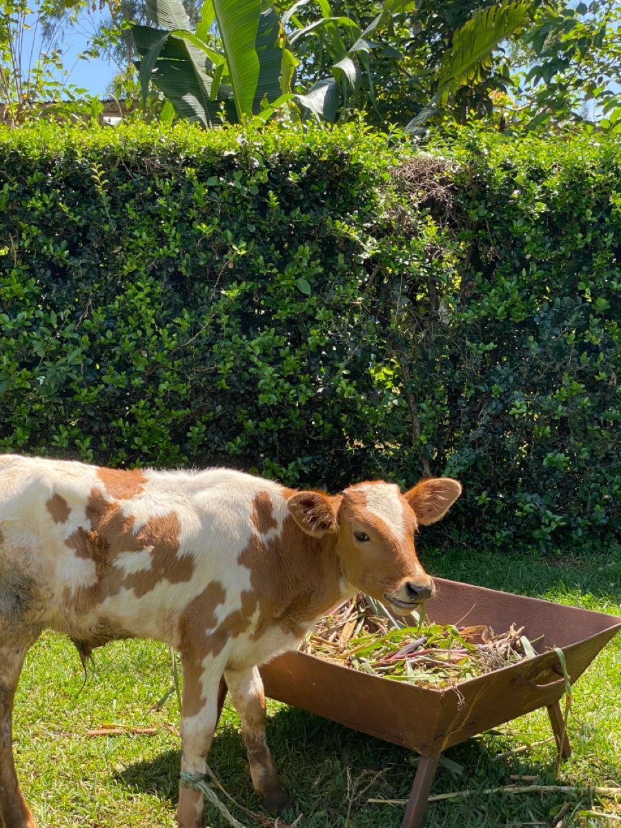 Brown & White Calf