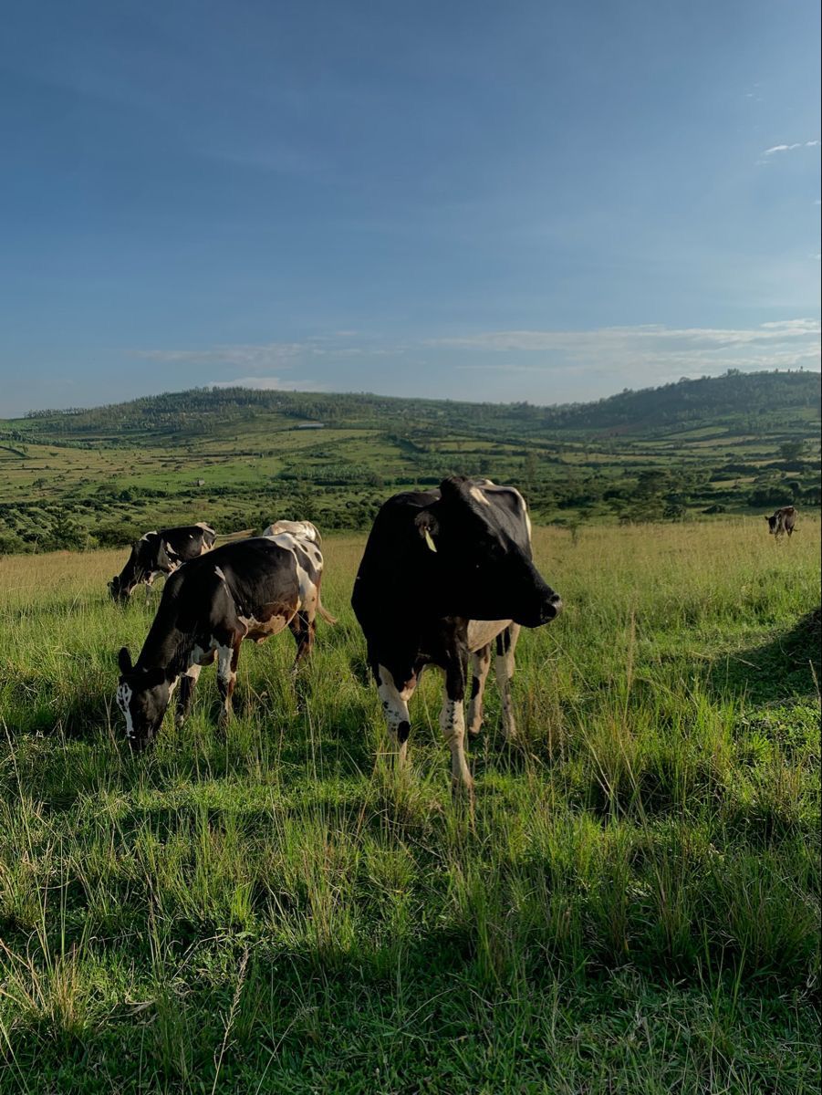 Friesian Dairy Cow