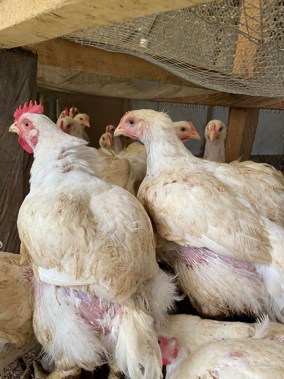 Young Broiler Chicks