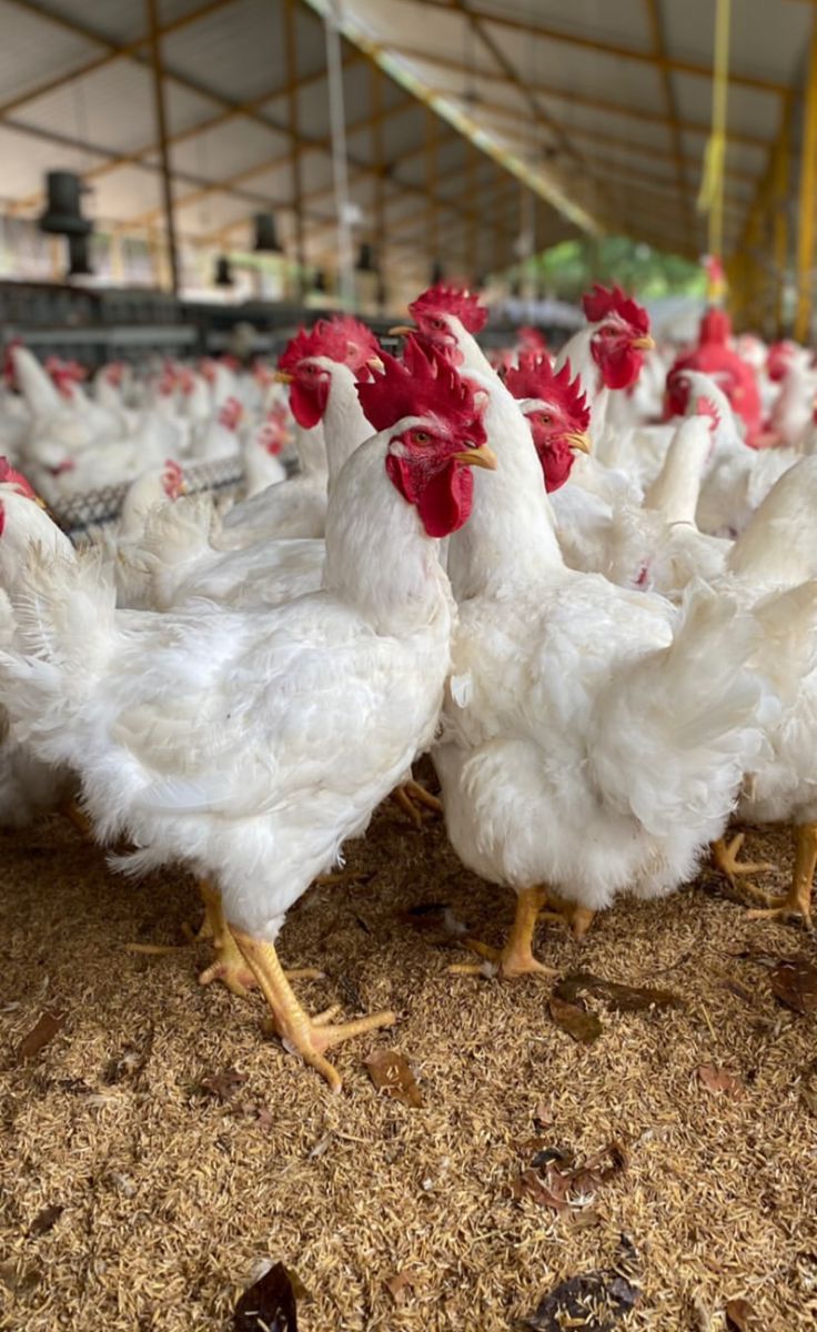Mature Broiler Chickens