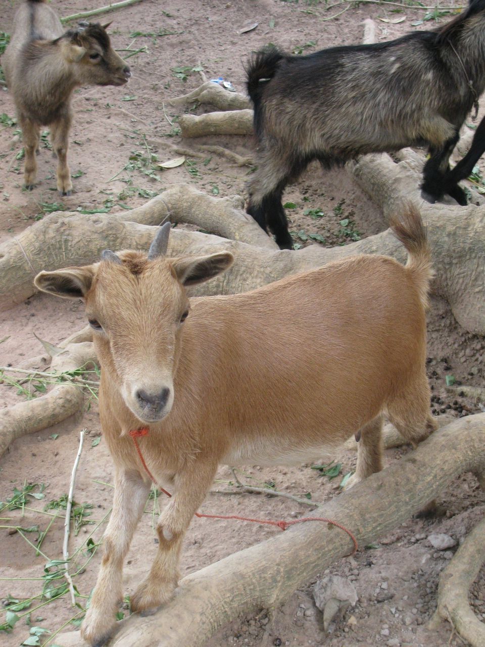 Young Goat Kid