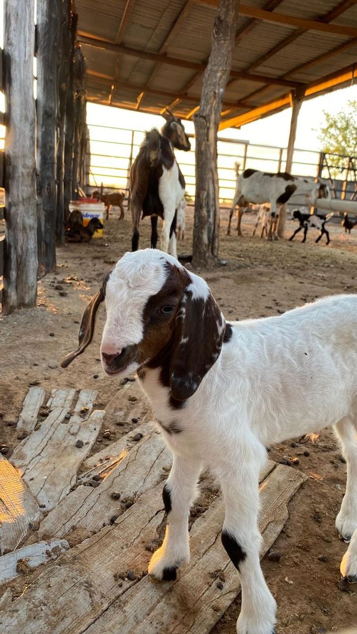 Boer-Cross Baby Goat