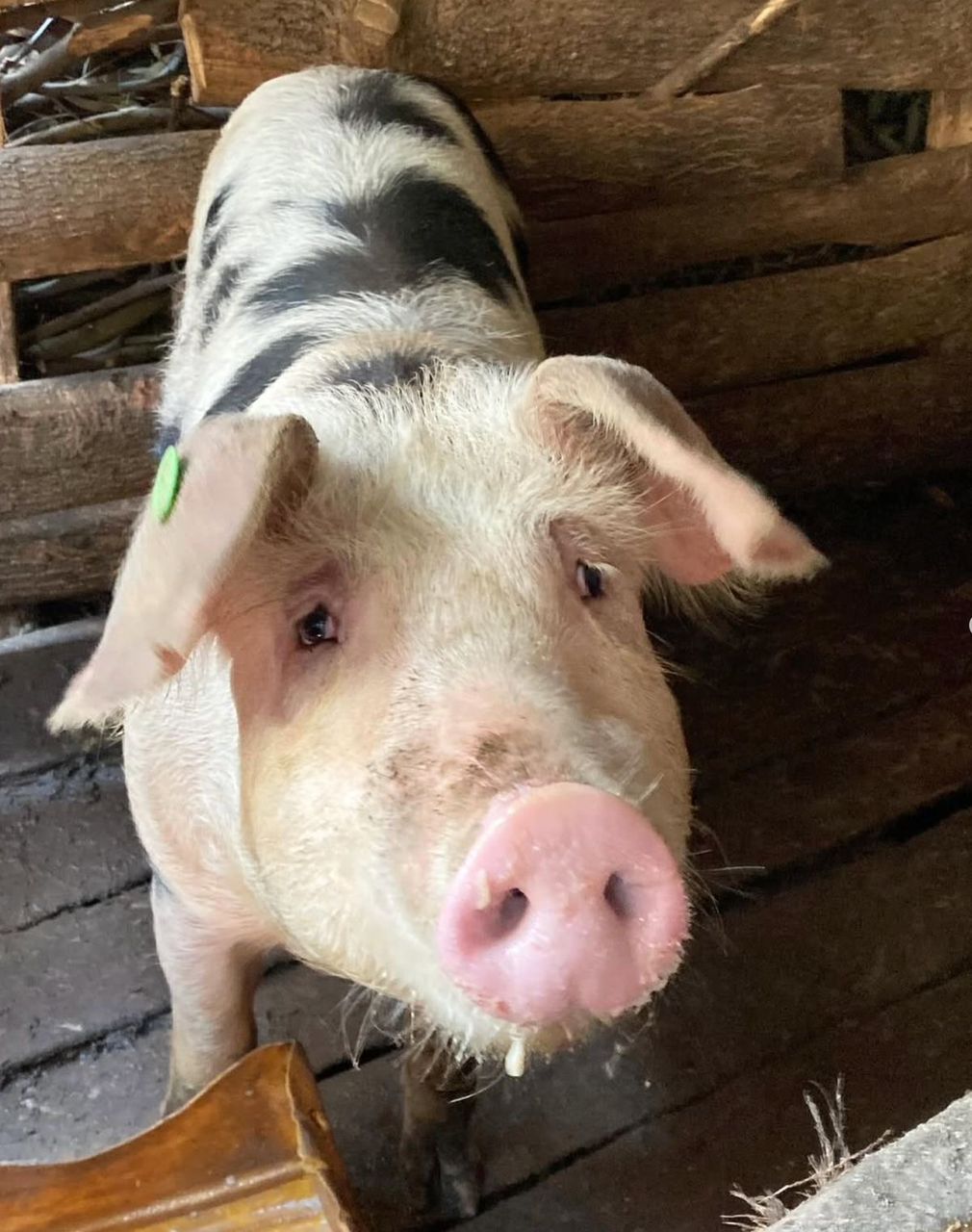 Young Piglet