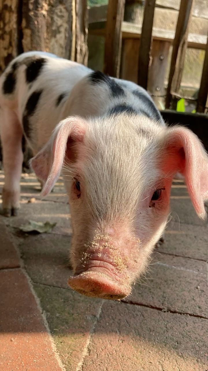 Adult Spotted Pig