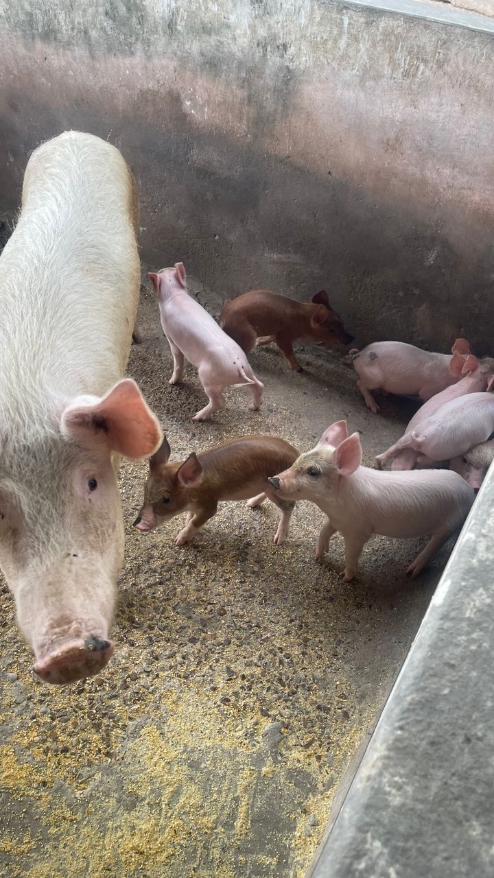 Sow with Piglets