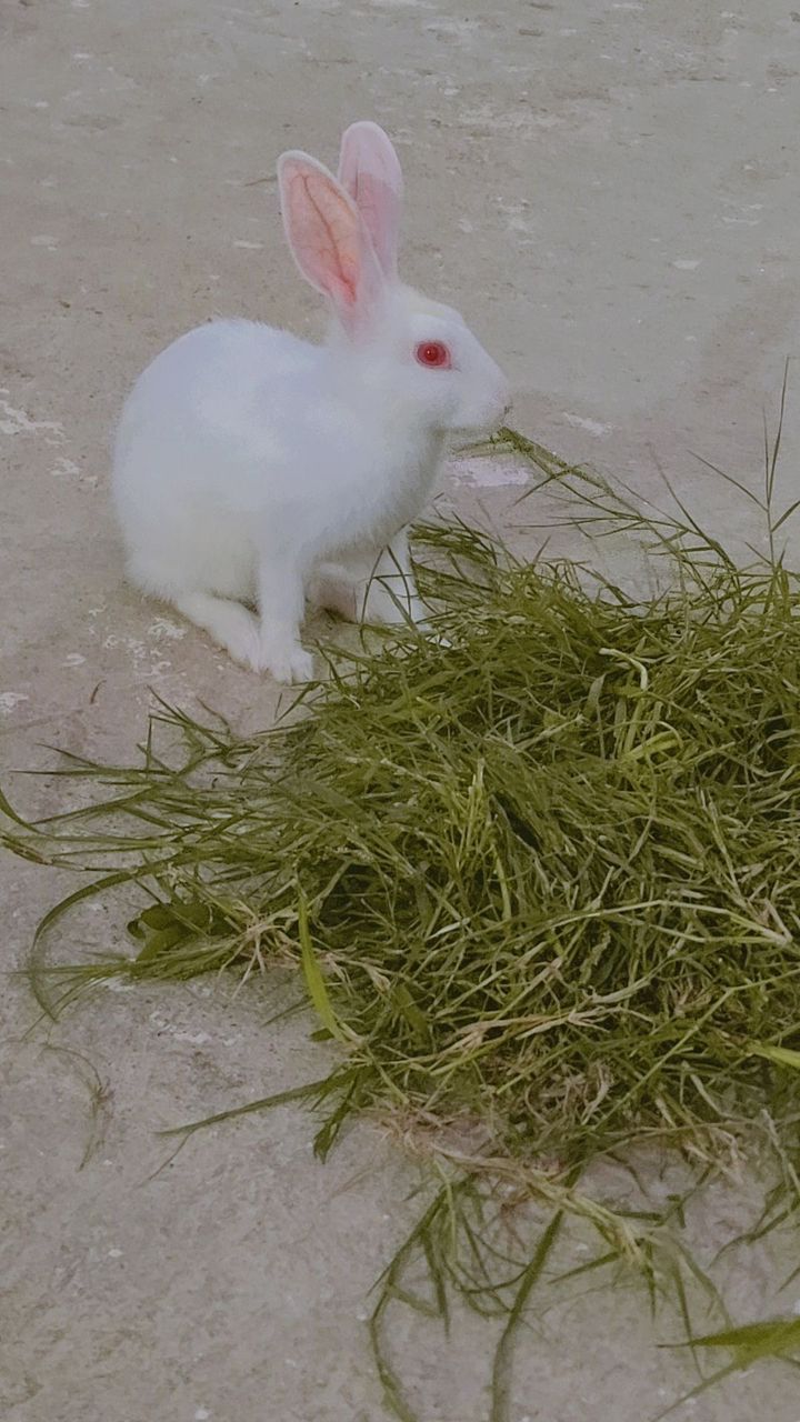 White Albino Rabbit