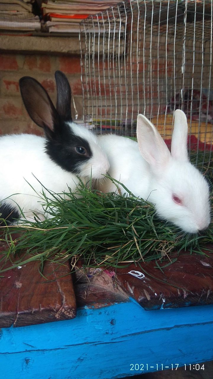 Dutch Breed Rabbits