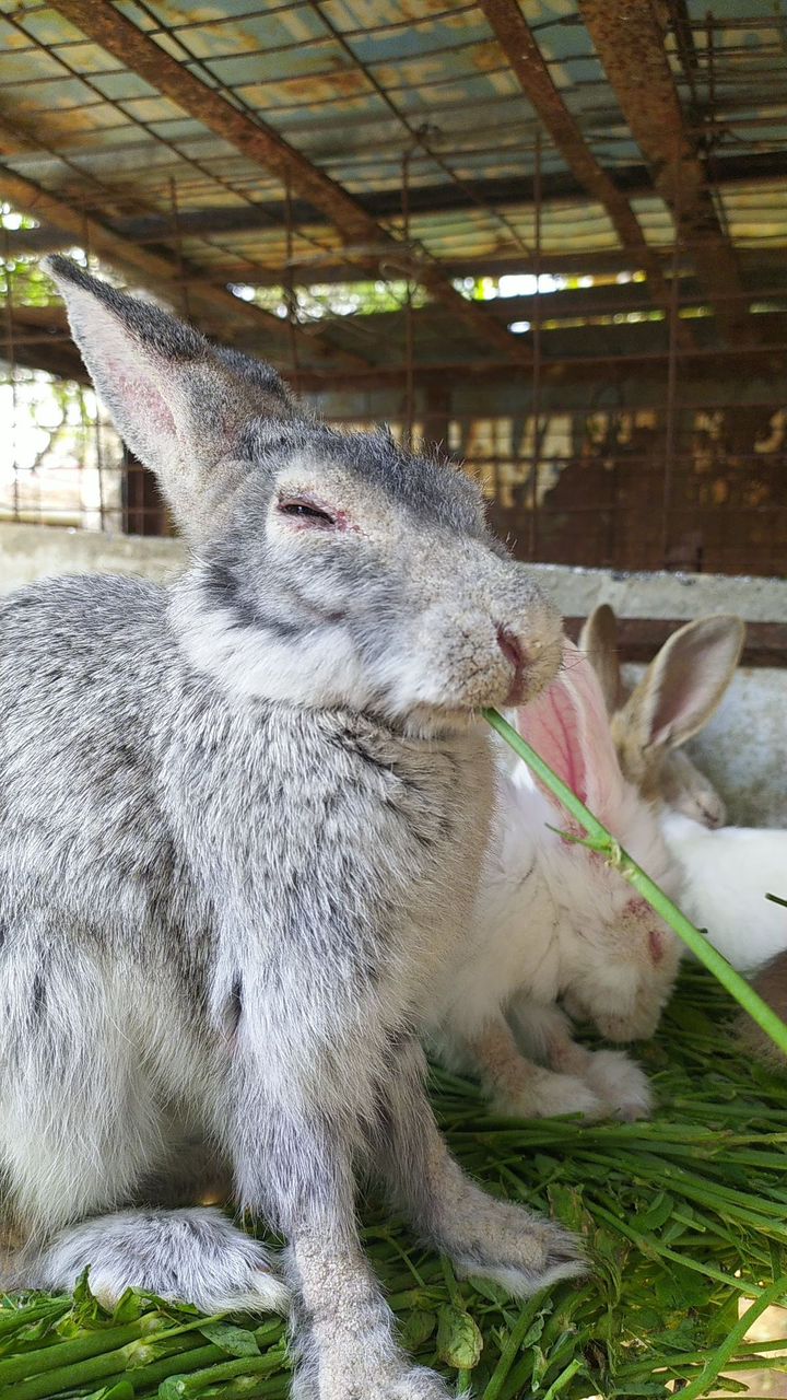 Chinchilla Grey Rabbit